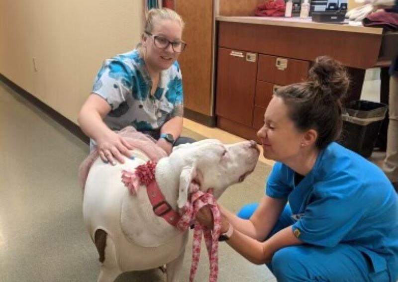 High Plains Veterinary Hospital Colorado Springs Veterinarians